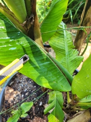 Musa mannii
