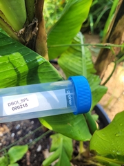 Musa mannii