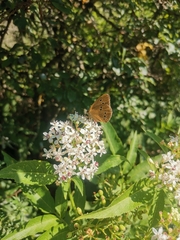 Aphantopus hyperantus