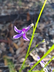 Lobelia dentata