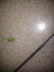 Urolabida