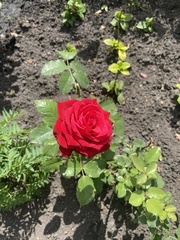 Rosa
