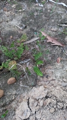 Monsonia speciosa
