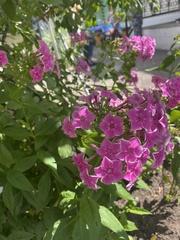 Phlox