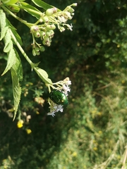 Cetonia aurata