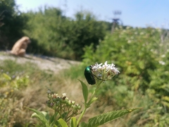 Cetonia aurata