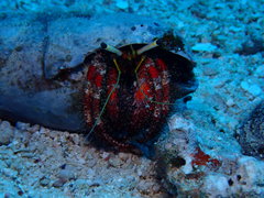 Dardanus sanguinolentus