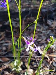 Lobelia dentata