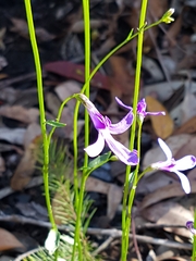 Lobelia dentata