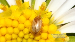 Paleosepharia posticata