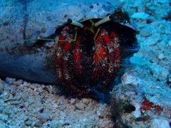 Dardanus sanguinolentus