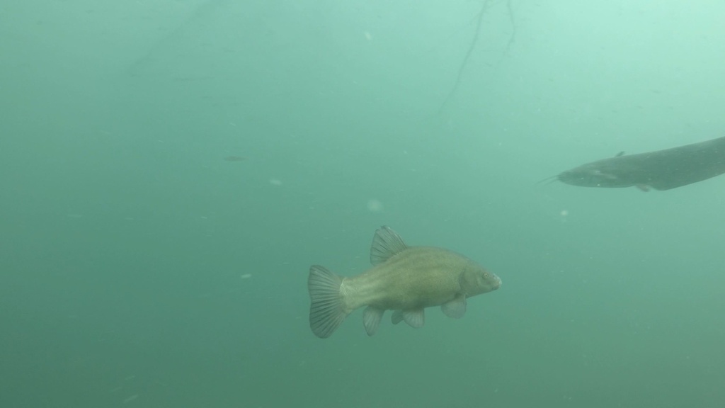 Tench (Tinca tinca) — Cyprinidae