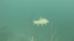 Tench photo 2
