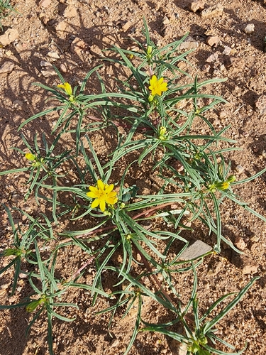 Image of Pectis angustifolia by (c) Trevor Harding, some rights reserved (CC BY)