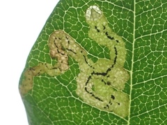 Phytomyza cytisi