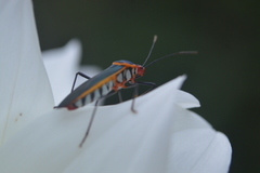 Sphictyrtus pretiosus