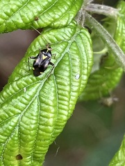Liocoris tripustulatus