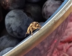 Pseudocneorhinus bifasciatus