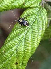 Liocoris tripustulatus