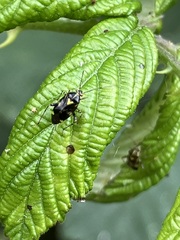 Liocoris tripustulatus