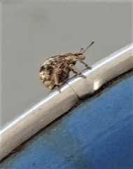 Pseudocneorhinus bifasciatus