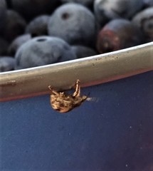 Pseudocneorhinus bifasciatus