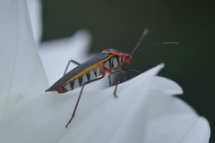 Sphictyrtus pretiosus