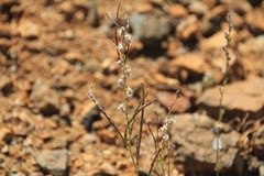 Streptanthus brachiatus