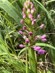 Platanthera psycodes