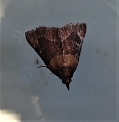 Omphalocera munroei