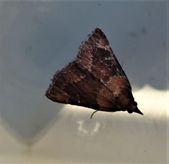 Omphalocera munroei