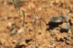 Streptanthus brachiatus