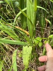 Platanthera psycodes