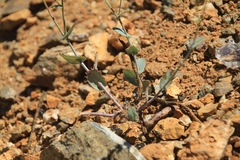 Streptanthus brachiatus