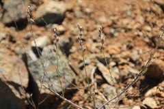 Streptanthus brachiatus