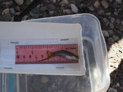 Xiphophorus hellerii