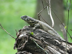 Leiocephalus carinatus