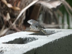 Leiocephalus carinatus