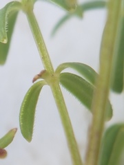 Galium labradoricum