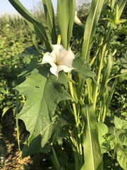 Datura stramonium