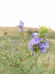 Psoralea glabra