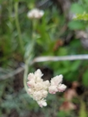 Antennaria rosea