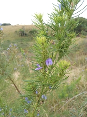 Psoralea glabra