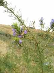 Psoralea glabra