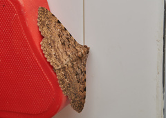 Polydesma boarmoides