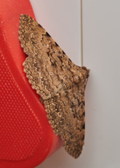 Polydesma boarmoides