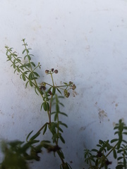 Galium labradoricum
