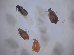 Dysaphis plantaginea