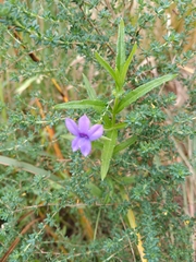Monopsis stellarioides