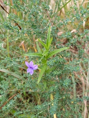 Monopsis stellarioides
